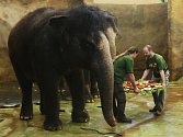 Třicet let od svého příchodu do ústecké zoo oslavila slonice Kala. 