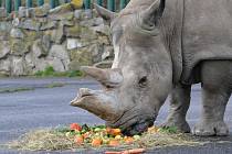 Samice nosorožce tuponosého Zamba oslavila narozeniny.