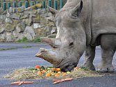 Samice nosorožce tuponosého Zamba oslavila narozeniny.