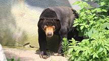 Zoo Ústí nad Labem  - medvěd malajský