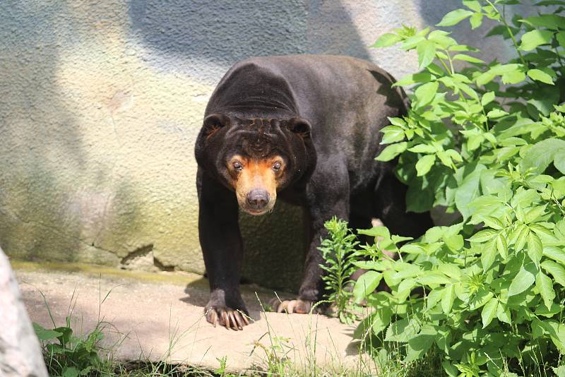 Zoo Ústí nad Labem  - medvěd malajský