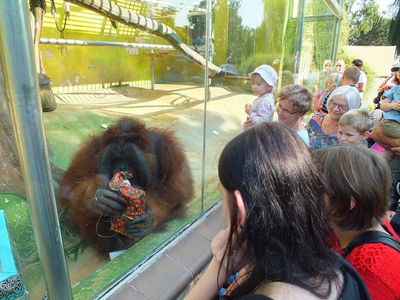 V zoologické zahradě oslavili mezinárodní den orangutanů. 