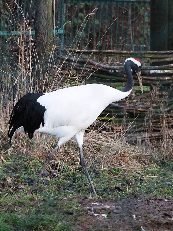 Také ZOO v Ústí nad Labem musí být kvůli opatřením proti šíření koronaviru uzavřena. Deník se tam vydal na návštěvu.