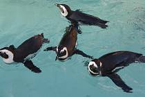 V zoologické zahradě v Ústí nad Labem otevřeli v neděli slavnostně nový pavilon pro tučňáky.