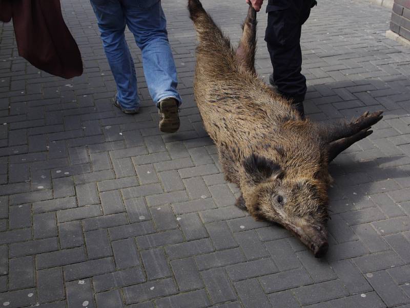 Bachyni uspal veterinář Václav Poživil.