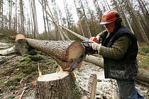 Kácení stromů napadených kůrovcem v okolí Jetřichovic a Hřenska