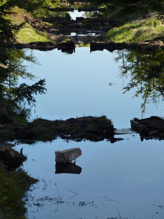 Zajímavou lokalitou pro fotografa mohou být obnovená rašeliniště na Cínoveckém hřbetu.