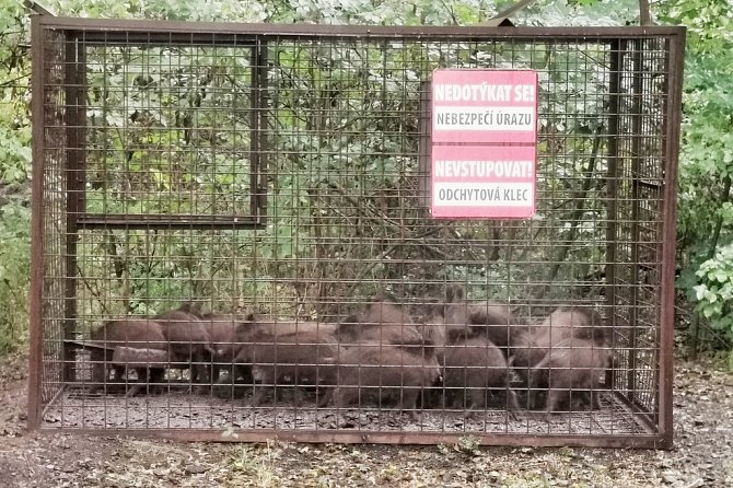 Do odchytové klece u bazénu na Klíši se chytilo hned devatenáct divokých prasat