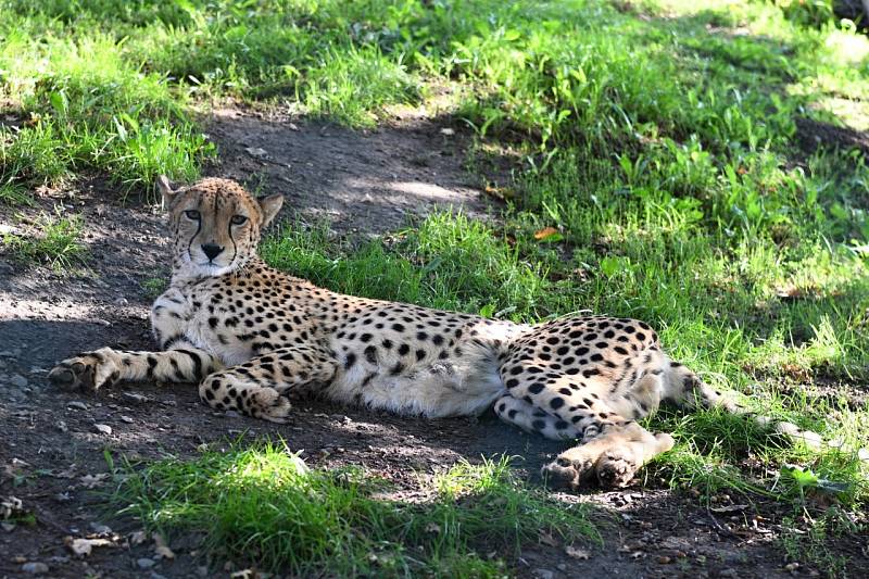 Procházka v zoo odhalila zajímavý projekt Kukang Coffee.