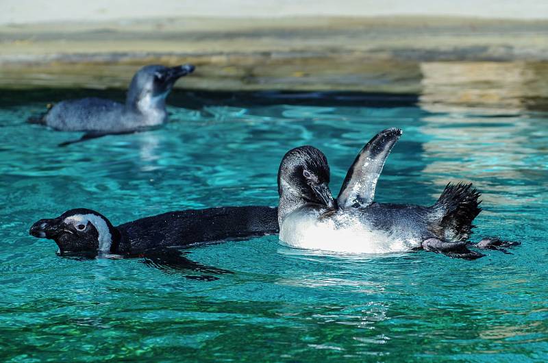 Tučňáci v ústecké zoologické zahradě