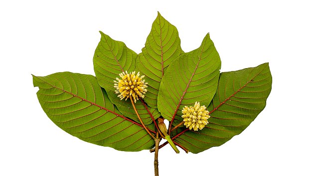 Listí ze stromu mitragyna speciosa, z něhož se kratom vyrábí.