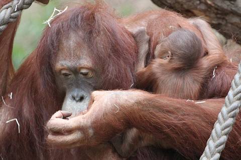Z orangutaní slečny Cantik se stala maminka.