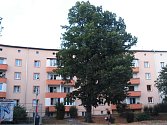 Celkem devět stromů má padnout za oběť rekonstrukci kanalizace a vodovodu v ústecké Klíšské ulici.