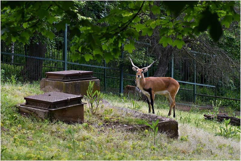 Ústecká zoo se po pandemii konečně probouzí. Byli jsme se tam podívat.