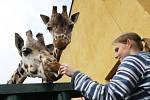 Jenny, nejstarší žirafí samice v ústecké zoo a pátá nejstarší žirafa v ČR, slavila narozeniny.