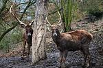 Ústecká zoo je kvůli opatřením proti šíření koronaviru uzavřena.