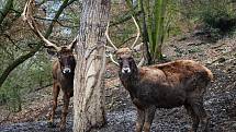 Ústecká zoo je kvůli opatřením proti šíření koronaviru uzavřena.