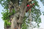 Doslova ekvilibristická čísla častokrát předvádějí lezci zkušení arboristé při ošetřování stromů.