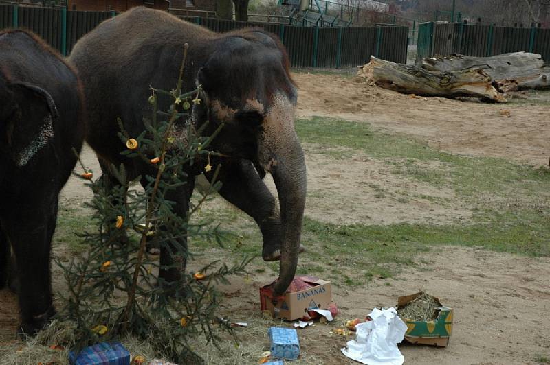 Vánoční nadílka v ústecké zoo