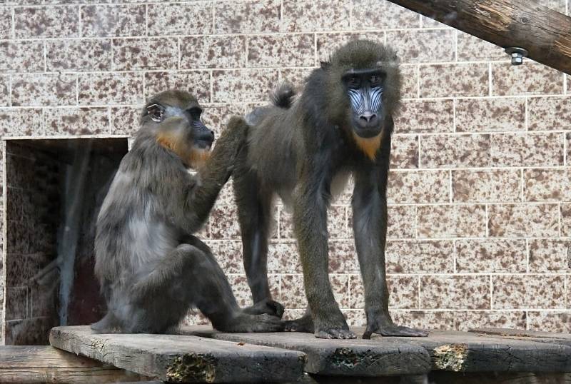 Ústecká zoo.