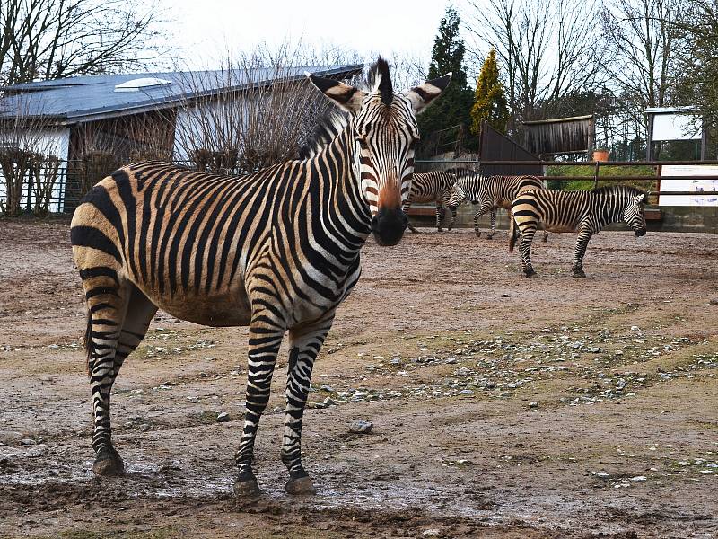 Také ZOO v Ústí nad Labem musí být kvůli opatřením proti šíření koronaviru uzavřena. Deník se tam vydal na návštěvu.