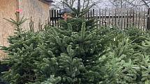 Prodej vánočních stromků v Ústí nad Labem