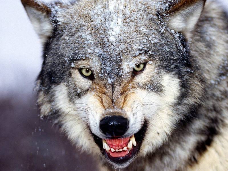 Vlk již v dobách dávno minulých symbolizoval smrt.