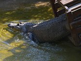Jarní stěhování aligátora Libora v ústecké zoo.