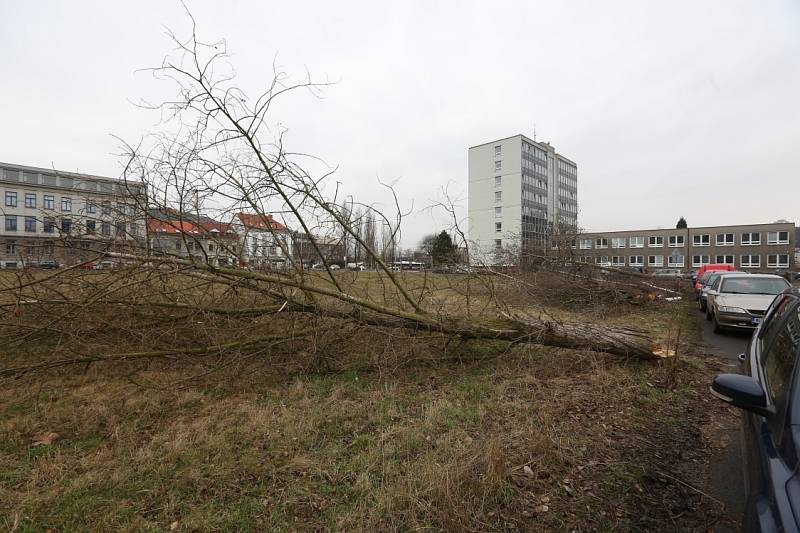 Stromy na Střekově padly k zemi asi nelegálně. 