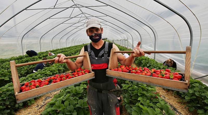 Sklizeň jahod na plantáži ve Svádově