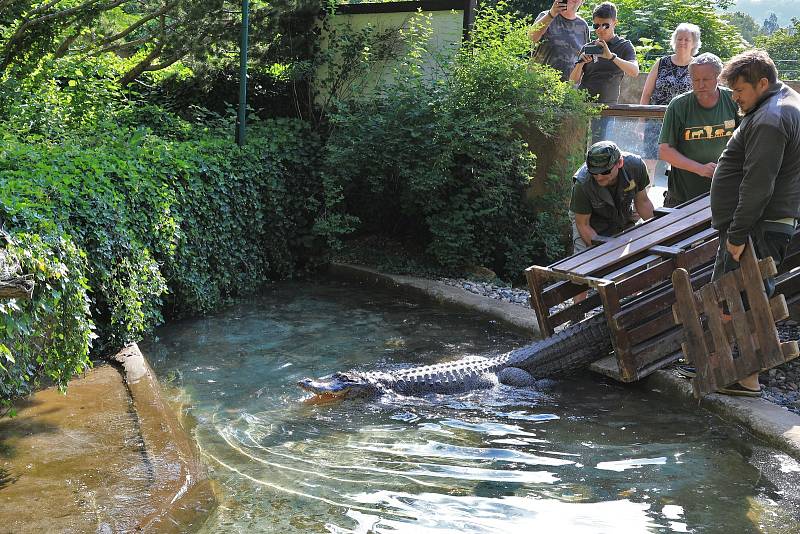Stěhování aligátorů v ústecké zoo.