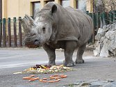Seniorka Zamba oslavila 38 let chovu nosorožců tuponosých v ústecké zoo.
