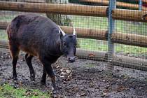 Ústecká zoologická zahrada se chlubí novým chovným párem anoa nížinných. Na snímku je Bulinka