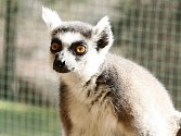 Další mládě, které se narodilo v pavilonu exotária, patří madagaskarským primátům, a to lemurům kata.