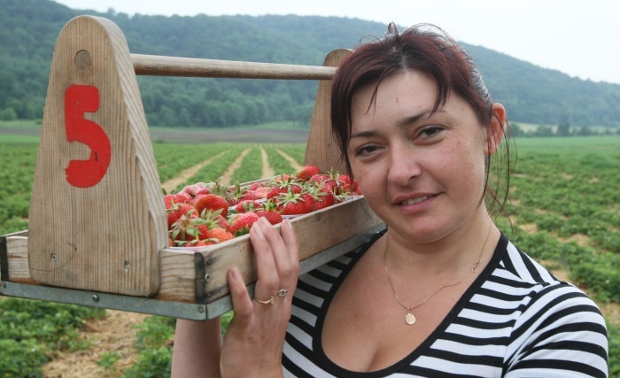 FOTOGALERIE: Ve Svádově sbírají jahody Ukrajinky, Čechům se nechce -  Ústecký deník