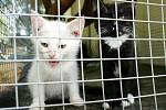 Opuštěná koťata v ústeckém útulku pro zvířata v nouzi.