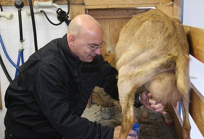 Fotoreportér Deníku pracoval na soukromé kozí farmě Nová Víska u Dolní Poustevny na Děčínsku v rámci reportáže Na vlastní kůži. Na starost měl třicet koz, dojil je a krmil. 