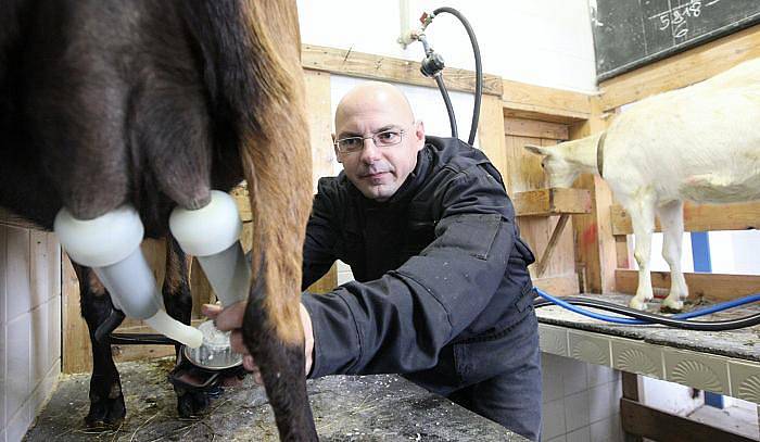 Fotoreportér Deníku pracoval na soukromé kozí farmě Nová Víska u Dolní Poustevny na Děčínsku v rámci reportáže Na vlastní kůži. Na starost měl třicet koz, dojil je a krmil. 