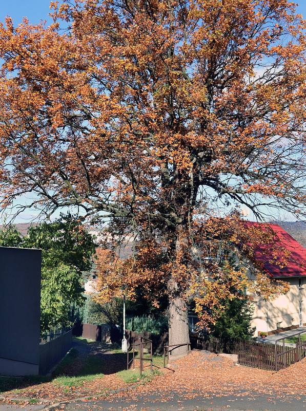 Vyhlídka Vlastimila Cajthamla je novým výletním cílem na území města Ústí nad Labem. Statný dub u odbočky žluté značky dolů  k zastávce MHD.