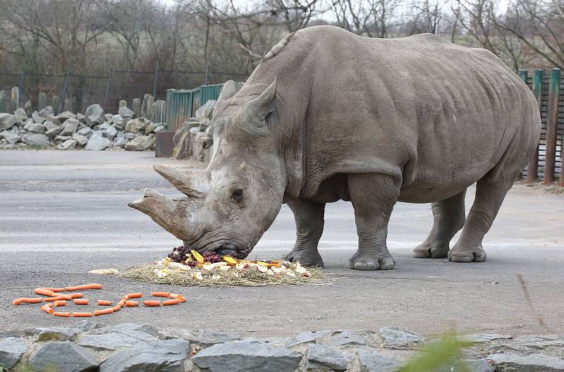 Seniorka Zamba oslavila 38 let chovu nosorožců tuponosých v ústecké zoo.