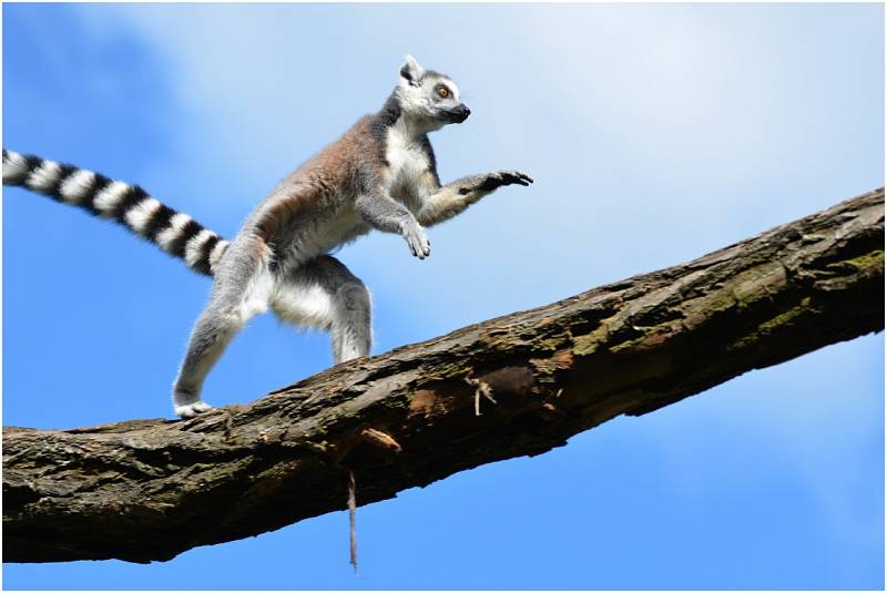 Lemuři kata v ústecké zoo.