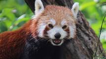 Zoo Ústí nad Labem - panda červená