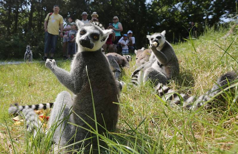 Ústecká zoologická zahrada otevřela průchozí výběh lemurů kata.