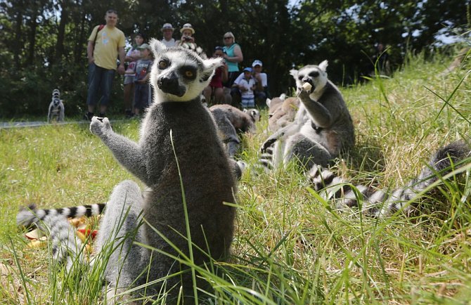 Výběh lemurů kata v ústecké zoo. Ilustrační foto.