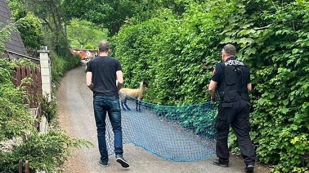 Ústečtí strážníci naháněli ovce v Karafiátové ulici na Střekově