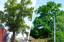 V Ústí přibyly další dva památné stromy