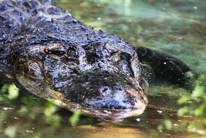 Aligátoři v ústecké zoologické zahradě Libor a Adéla jsou opět ve svém letním výběhu.