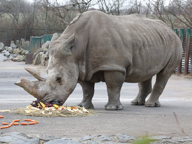 Zesnulá nosorožčí samice Zamba