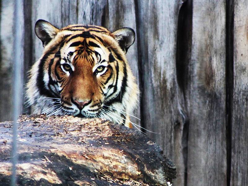 Také ZOO v Ústí nad Labem musí být kvůli opatřením proti šíření koronaviru uzavřena. Deník se tam vydal na návštěvu.