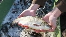 Řeku Bílinu obohatí šest a půl tisíce ryb.